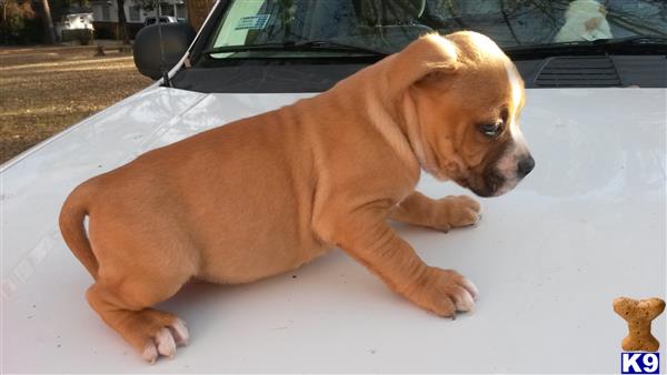 Bullier Pitbulls07 Picture 3